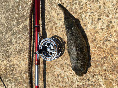 ねばりのチヌ２枚